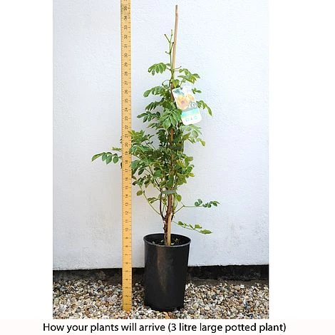 Campsis X Tagliabuana 'Yellow Trumpet' 5 Campsis X Tagliabuana 'Yellow Trumpet' - Image 5