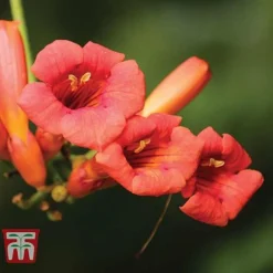 Campsis X Tagliabuana 'Madame Galen' -Garden Central Sales Store CAMP t58013TM C