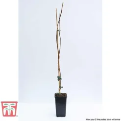 Campsis X Tagliabuana 'Madame Galen' -Garden Central Sales Store CAMP t58013TM D