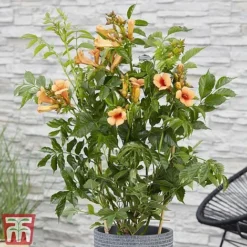 Campsis X Tagliabuana 'Indian Summer' -Garden Central Sales Store CAMP INDIANSUM S07518