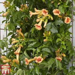 Campsis X Tagliabuana 'Indian Summer' -Garden Central Sales Store CAMP INDIANSUM S07519