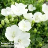 Campanula Carpatica 'Pearl White'