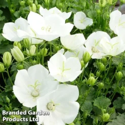 Campanula Carpatica 'Pearl White'