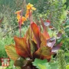 Canna Tropicanna