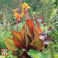 Canna Tropicanna