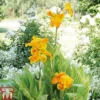 Canna 'Tropicanna Gold'