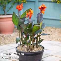 Canna X Generalis 'Cannova Collection' -Garden Central Sales Store CANN CANNBRONZ U34357
