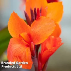 Canna X Generalis 'Cannova Collection' -Garden Central Sales Store CANN CANNBRONZ U34358