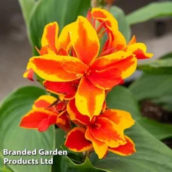 Canna X Generalis 'Cannova Collection' -Garden Central Sales Store CANN REDGOLDFL T407131