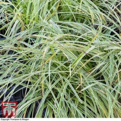 Carex 'Feather Falls' -Garden Central Sales Store CARE 0821 A3