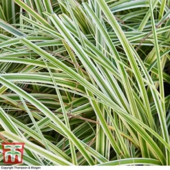 Carex 'Feather Falls' -Garden Central Sales Store CARE 0821 A4