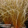 Carex Comans Bronze
