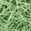 Carex Morrowii 'Variegata'