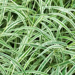Carex Morrowii 'Variegata'