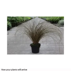 Carex 'Milk Chocolate' -Garden Central Sales Store CARE T66100 A h