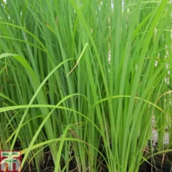 Carex Acuta (Marginal Aquatic)