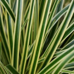 Carex Oshimensis 'Evercream' -Garden Central Sales Store CARE EVERCREAM S45274 NOW