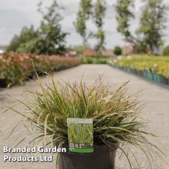 Carex Morrowii 'Everglow' (Evercolour Series) -Garden Central Sales Store CARE EVERGL10L S30711