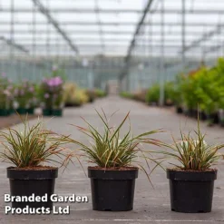 Carex Morrowii 'Everglow' (Evercolour Series) -Garden Central Sales Store CARE EVERGLO3L S30712
