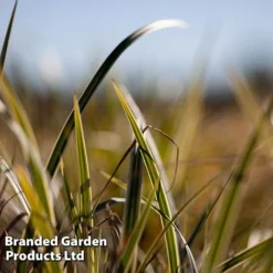 Carex Morrowii 'Everglow' (Evercolour Series)