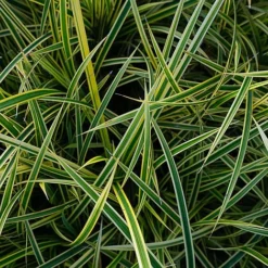 Carex Morrowii 'Everglow' (Evercolour Series) -Garden Central Sales Store CARE EVERGLOW W30348 NOW1