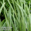 Carex Oshimensis 'Everlime'