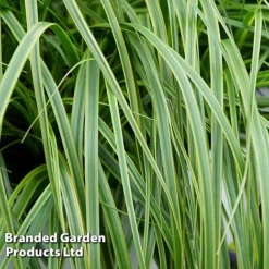 Carex Oshimensis 'Everlime'