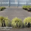Carex Oshimensis 'Everoro'