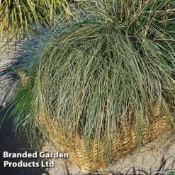 Carex Comans 'Frosted Curls' -Garden Central Sales Store CARE FROSTCURL S43375