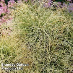 Carex Comans 'Frosted Curls' -Garden Central Sales Store CARE FROSTCURL S43376