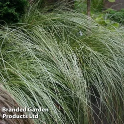 Carex Comans 'Frosted Curls' -Garden Central Sales Store CARE FROSTCURL S43377