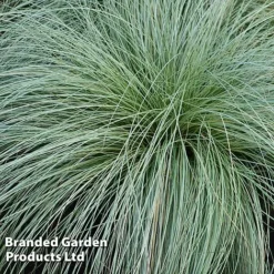 Carex Comans 'Frosted Curls' -Garden Central Sales Store CARE FROSTCURL W481041