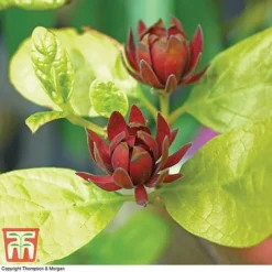 Carolina Allspice -Garden Central Sales Store CARO T45385 C