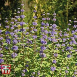 Caryopteris X Clandonensis 'Kew Blue'