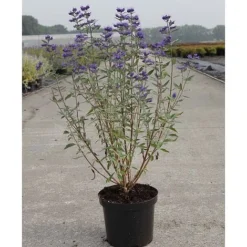 Caryopteris X Clandonensis 'Thetis' -Garden Central Sales Store CARY T62036 A h