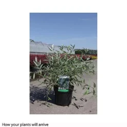 Caryopteris X Clandonensis 'Heavenly Blue' -Garden Central Sales Store CARY T66107 B h