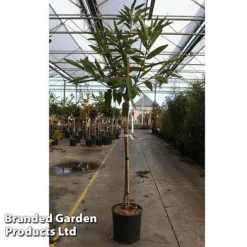 Castanea Sativa 'Marradi'