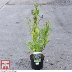 Ceanothus X Delilianus 'Henri Desfosse' -Garden Central Sales Store CEAN 81105 A