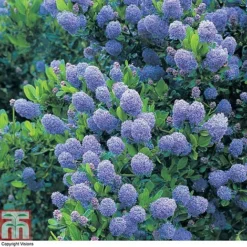Ceanothus 'Skylark' -Garden Central Sales Store CEAN TKA0803 A