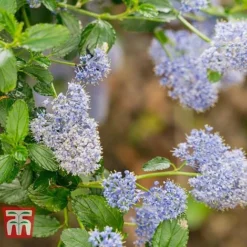 Ceanothus 'Skylark' -Garden Central Sales Store CEAN TKA0803 D