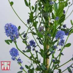 Ceanothus 'Skylark' -Garden Central Sales Store CEAN TKA0803 E