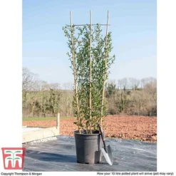 Ceanothus 'Skylark' -Garden Central Sales Store CEAN TKA0803 L