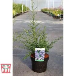 Ceanothus 'Puget Blue' -Garden Central Sales Store CEAN TKA0961 C