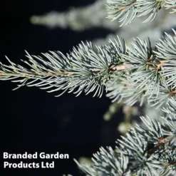 Cedrus Libani 'Glauca'