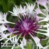 Centaurea Montana Amethyst In Snow