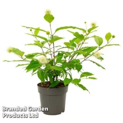 Cephalanthus Occidentalis 'Honeyballs' -Garden Central Sales Store CEPH HONEYBALL S44109