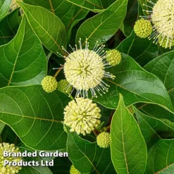 Cephalanthus Occidentalis 'Honeyballs' -Garden Central Sales Store CEPH HONEYBALL S44112