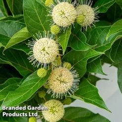 Cephalanthus Occidentalis 'Honeyballs' -Garden Central Sales Store CEPH HONEYBALL S44113