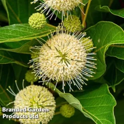 Cephalanthus Occidentalis 'Honeyballs' -Garden Central Sales Store CEPH HONEYBALL S44115