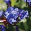 Ceratostigma Willmottianum 'Forest Blue'